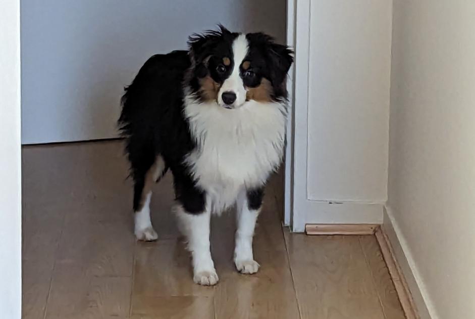 Vermisstmeldung Hund  Männliche , 0 jahre Paris Frankreich