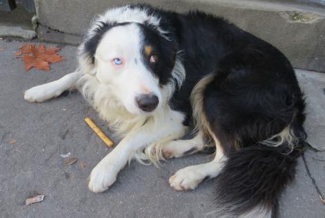 Vermisstmeldung Hund Männliche , 10 jahre Paris Frankreich Vermisstmeldung Hund Männliche , 10 jahre Paris Frankreich