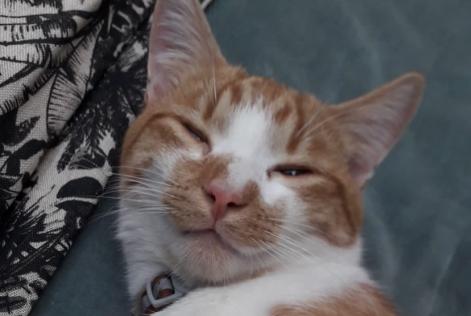 Vermisstmeldung Katze Männliche , 1 jahre Paris Frankreich