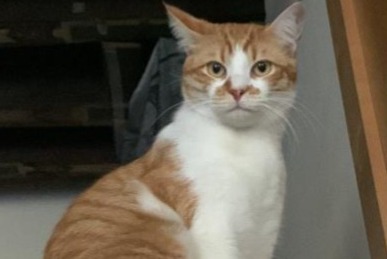 Vermisstmeldung Katze  Männliche , 1 jahre Paris Frankreich
