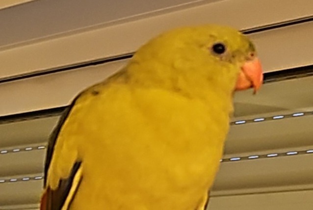 Fundmeldung Vogel Unbekannt Paris Frankreich