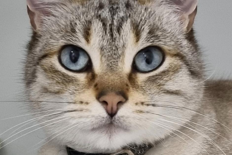 Disappearance alert Cat miscegenation Female , 8 years Saint-Denis France
