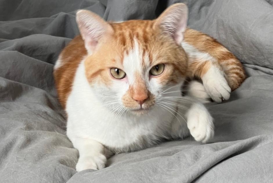 Disappearance alert Cat Male , 3 years Paris France