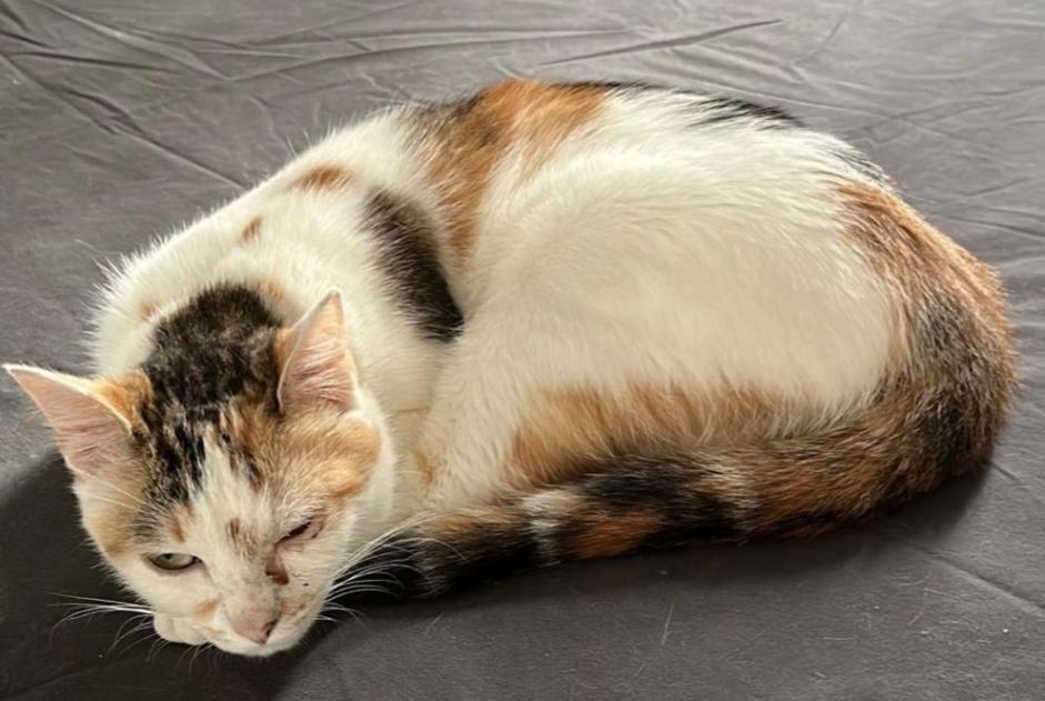 Disappearance alert Cat Female , 0 years Paris France