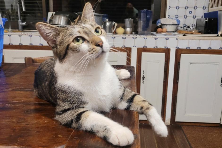Disappearance alert Cat Male , 5 years Paris France