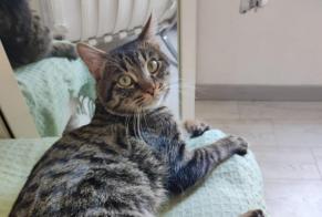 Disappearance alert Cat  Male , 3 years Paris France