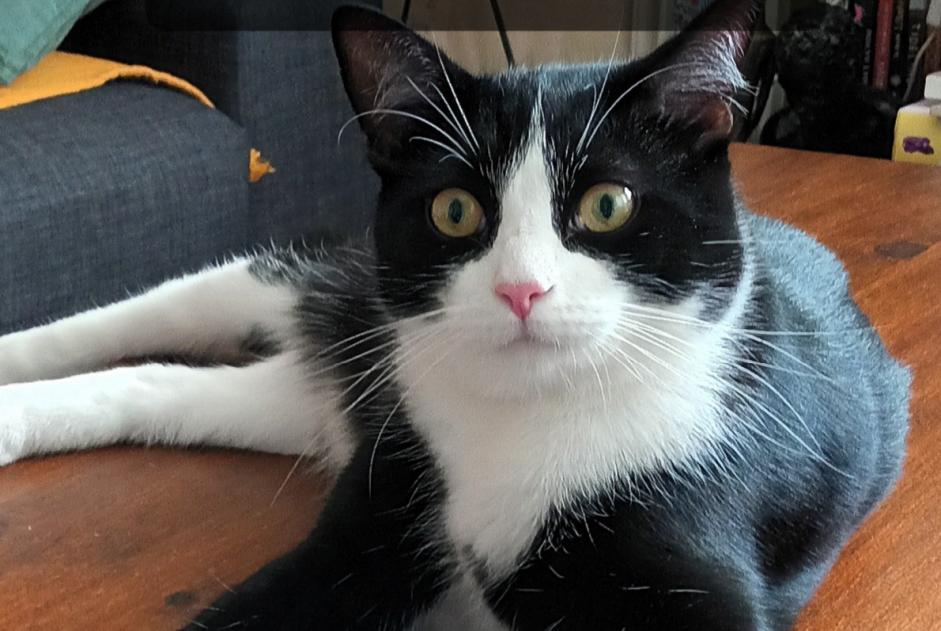 Disappearance alert Cat miscegenation Male , 2 years Paris France Disappearance alert Cat miscegenation Male , 2 years Paris France