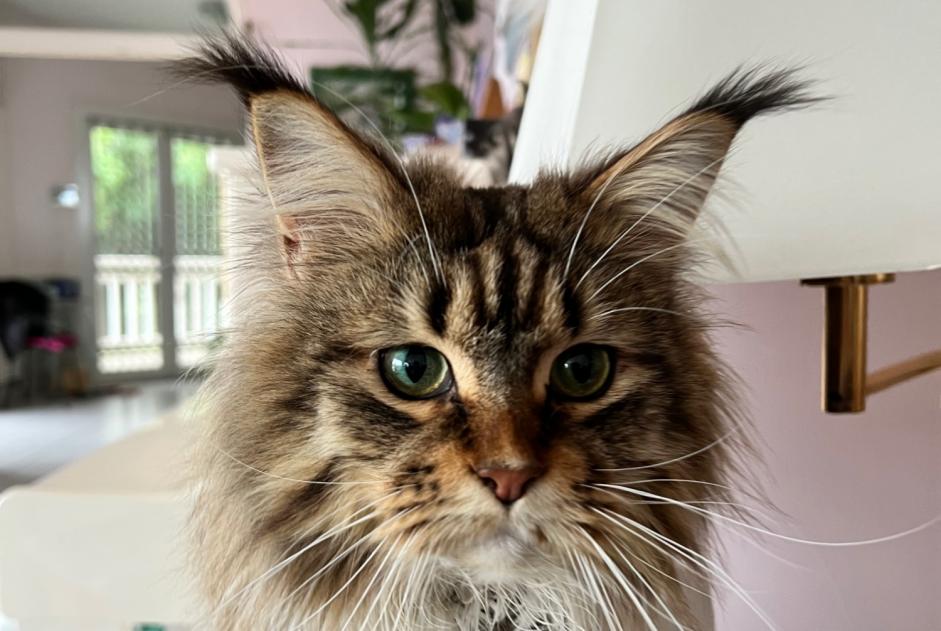 Disappearance alert Cat  Female , 3 years Saint-Raphaël France
