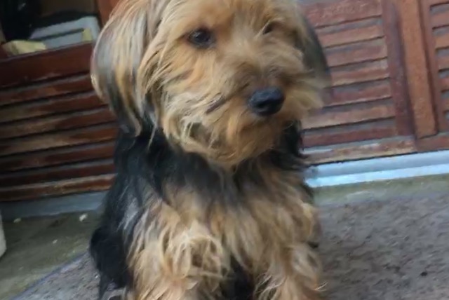 Disappearance alert Dog  Male , 4 years Paris France