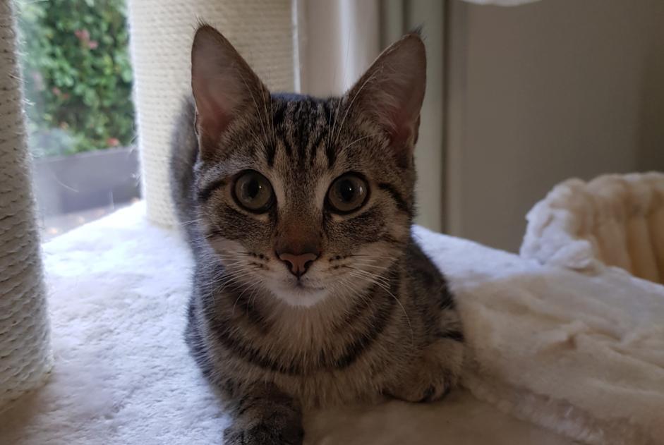 Alerte Disparition Chat Mâle , 5 ans Quédillac France Alerte Disparition Chat Mâle , 5 ans Quédillac France