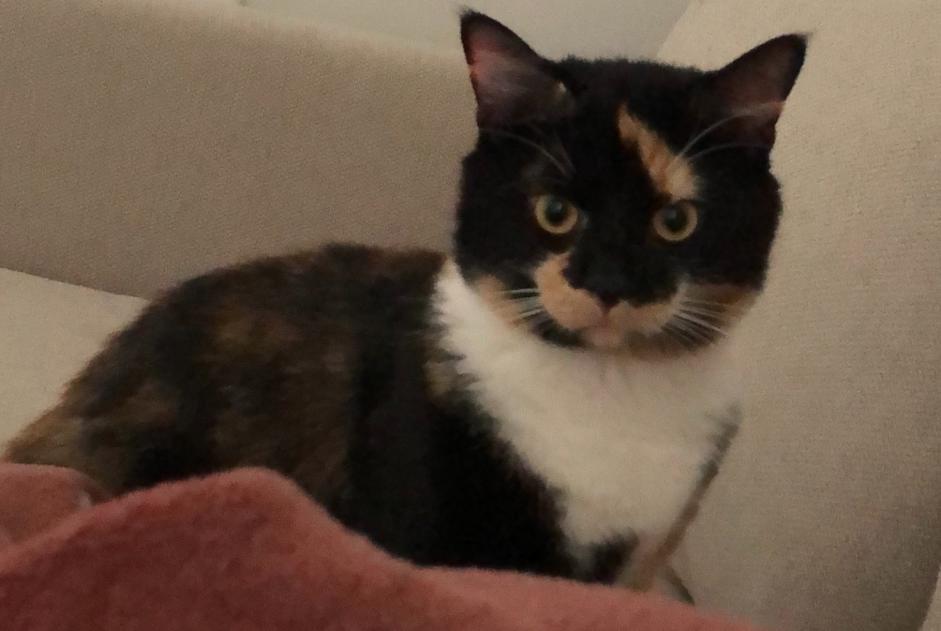 Alerte Disparition Chat Femelle , 1 ans Paris France