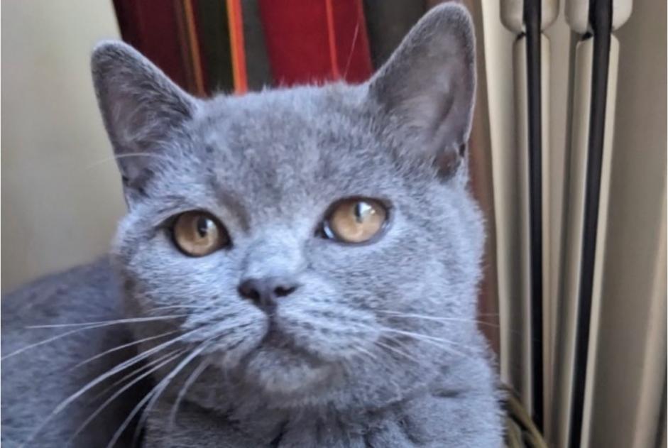 Alerte Disparition Chat  Femelle , 0 ans Paris France