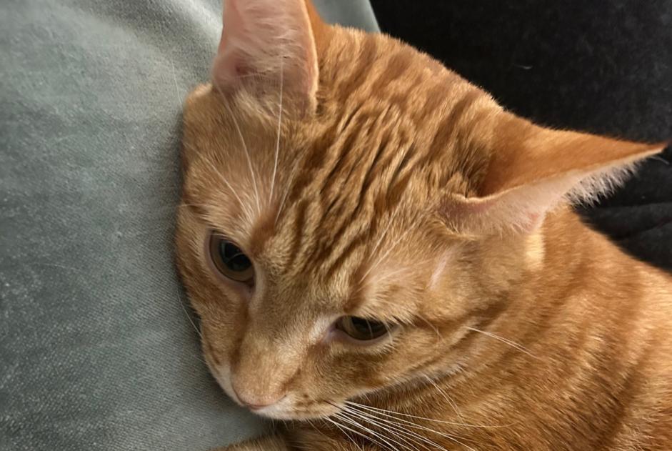 Alerte Disparition Chat Mâle , 2 ans Paris France Alerte Disparition Chat Mâle , 2 ans Paris France