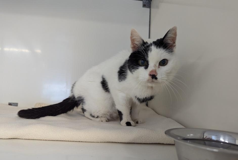 Alerte Découverte Chat Femelle Châteaubourg France