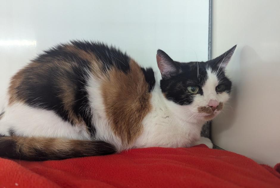 Alerte Découverte Chat Femelle Vitré France