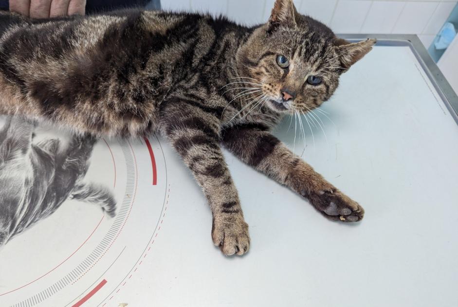 Alerte Découverte Chat Mâle Torcé France