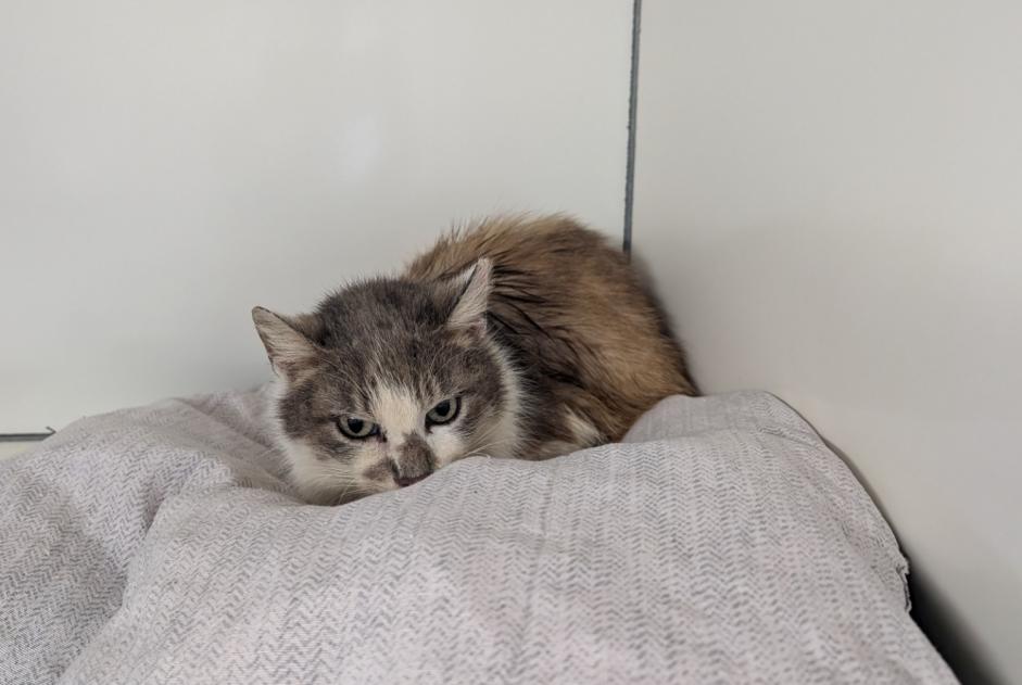Alerte Découverte Chat  Femelle La Chapelle-Erbrée France