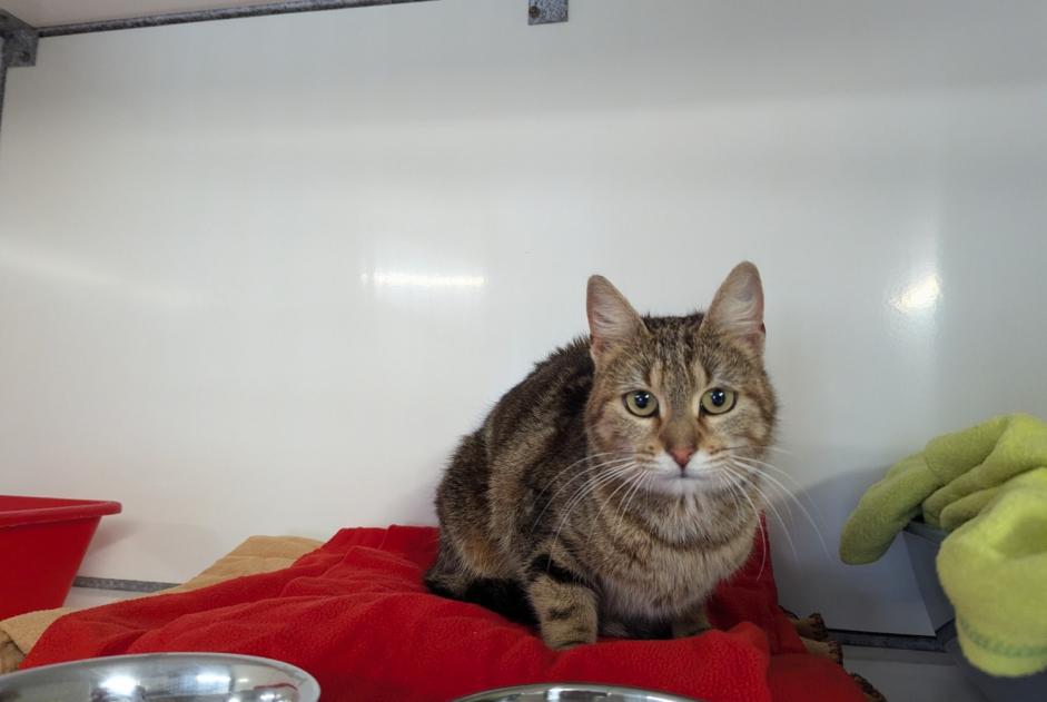 Alerte Découverte Chat Femelle Vitré France