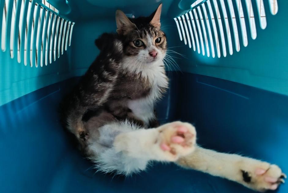 Alerte Découverte Chat Femelle Prince France