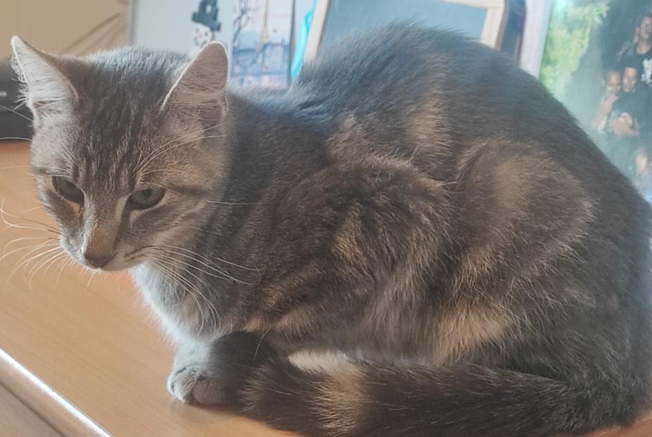 Alerte Découverte Chat Mâle Paimpont France Alerte Découverte Chat Mâle Paimpont France