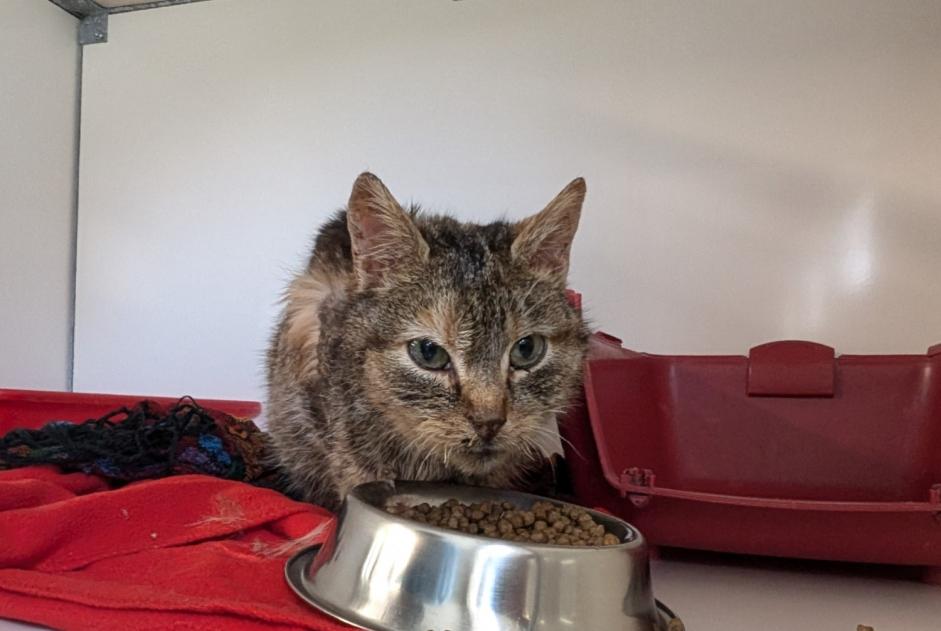 Alerte Découverte Chat Femelle Argentré-du-Plessis France Alerte Découverte Chat Femelle Argentré-du-Plessis France