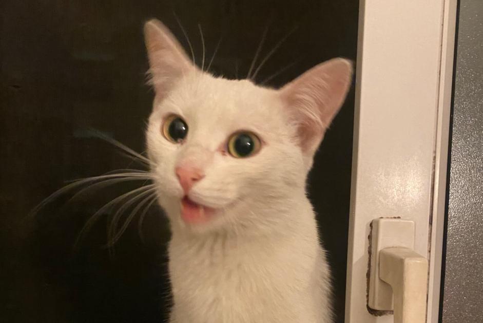 Alerte Découverte Chat  Femelle , Entre 7 et 9 mois Paris France