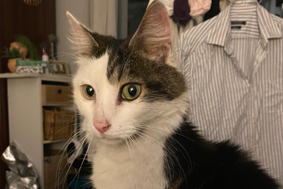 Alerte Découverte Chat Inconnu Paris France
