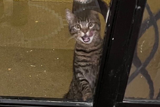 Alerte Découverte Chat Mâle Paris France