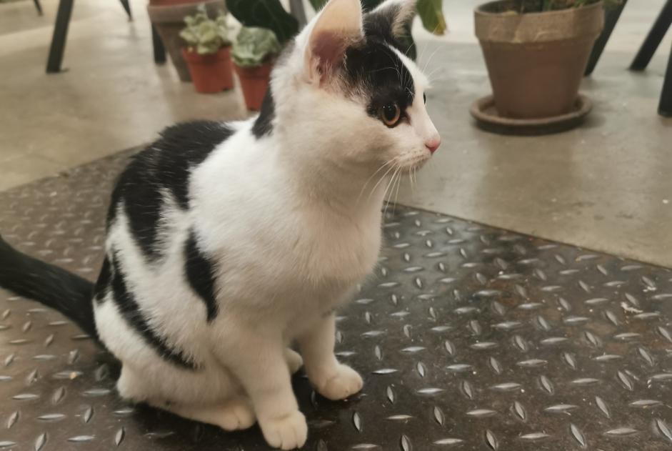 Alerte Découverte Chat Femelle Paris 3e Arrondissement France Alerte Découverte Chat Femelle Paris 3e Arrondissement France