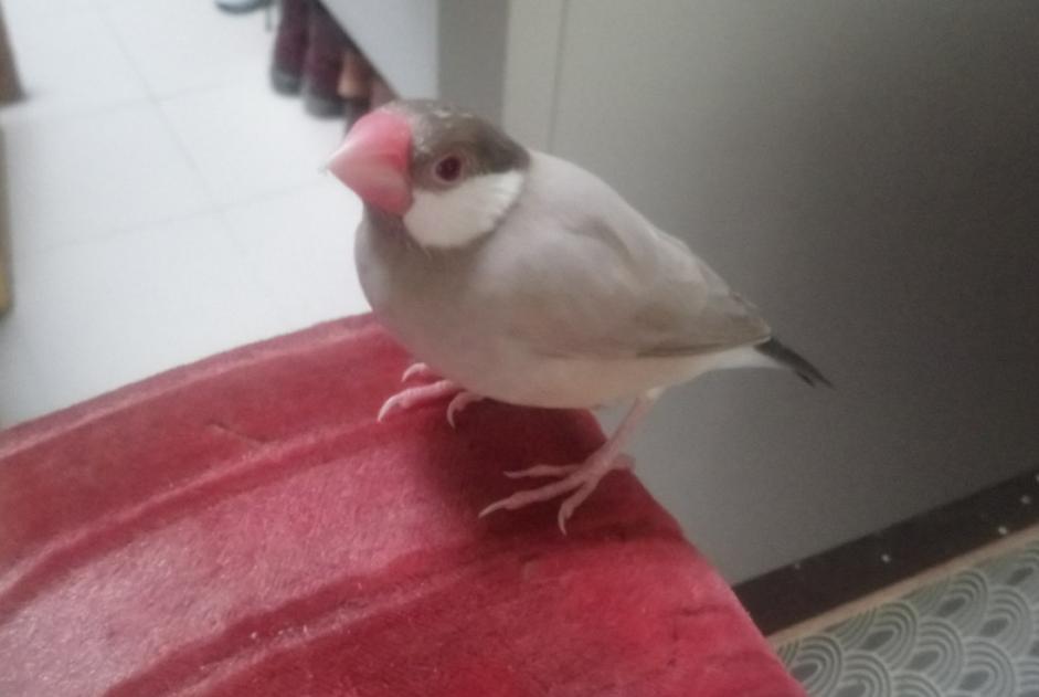Alerte Disparition Oiseau Mâle , 2023 ans Paris France