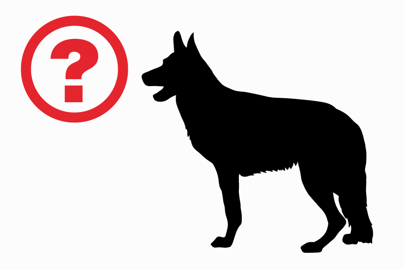 Alerte Découverte Chien  Inconnu Sainte-Marie France