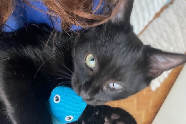 Alerta desaparecimento Gato Macho , 1 anos Paris France Alerta desaparecimento Gato Macho , 1 anos Paris France
